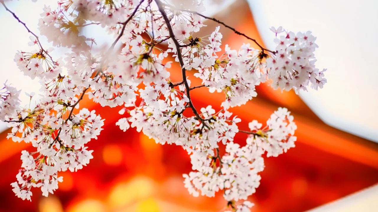 reizen naar japan japanse sakura