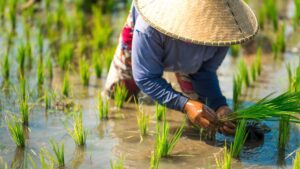vietnam reizen actief vietnam