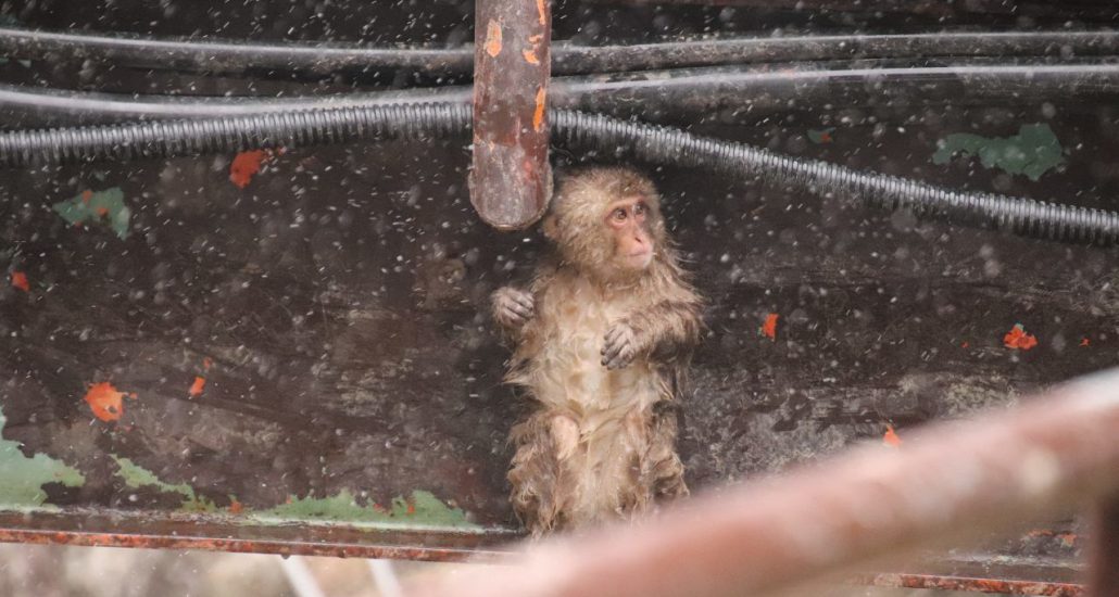 Japanse Alpen sneeuwaapje op brug