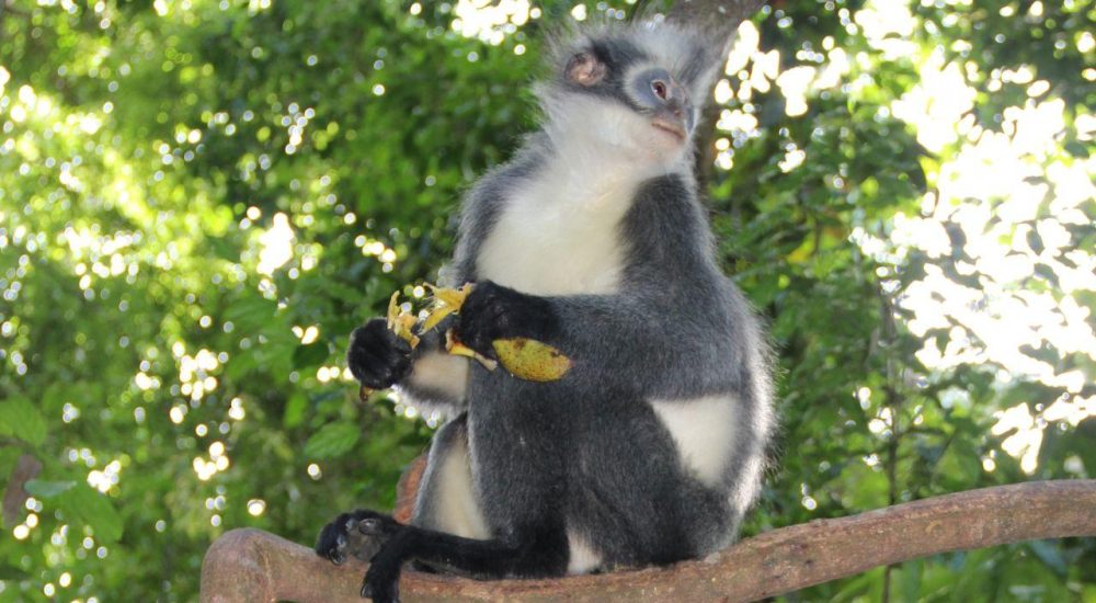 Vakantie Indonesie Sumatra Gunung Leuser aap