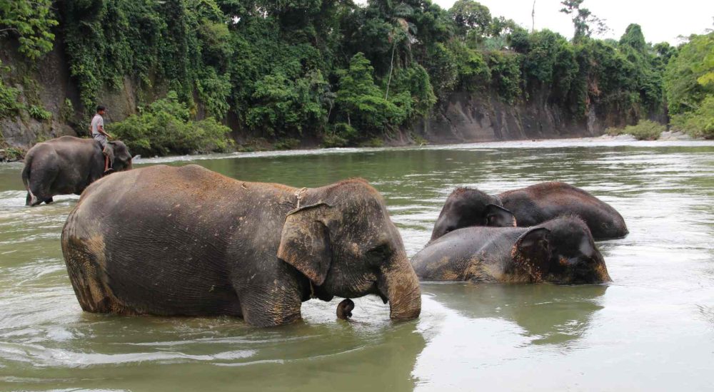 Vakantie Indonesie Sumatra Tangkahan olifanten