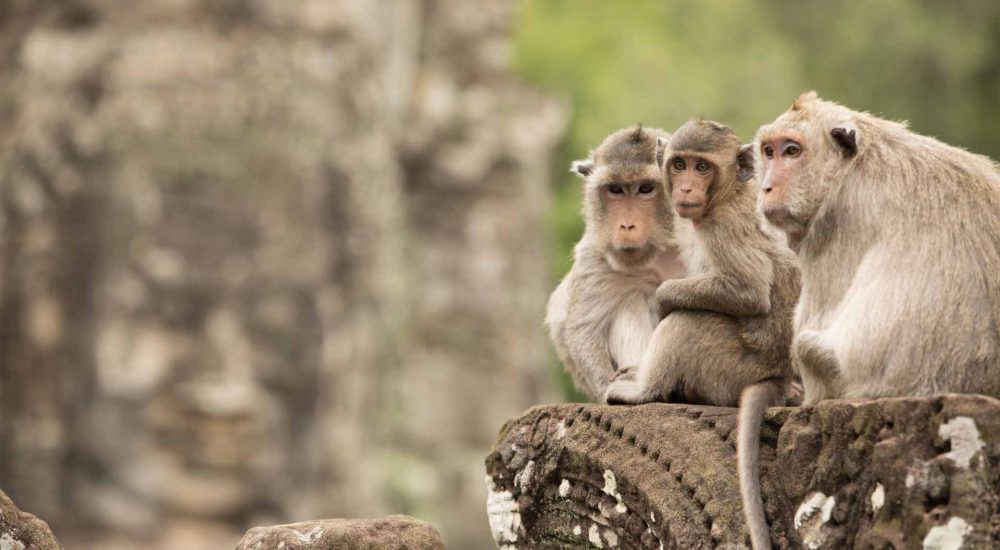 angkor wat cambodja aapjes