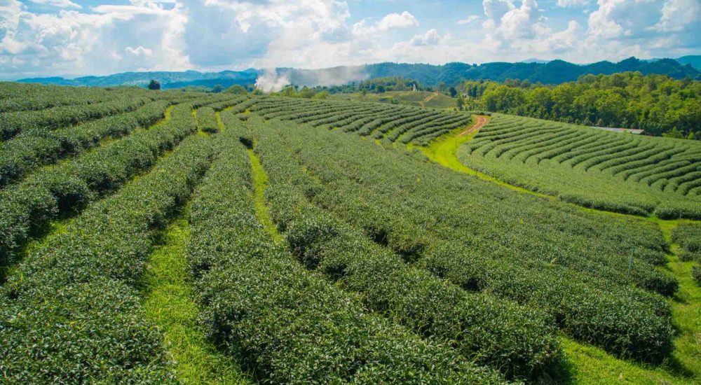 chiang rai thailand theeplantage