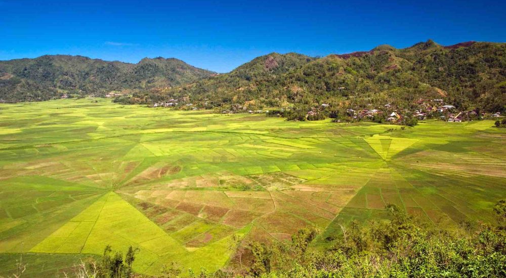 flores indonesie vakantie spinnenweb velden ruteng