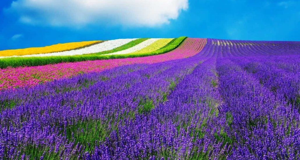 hokkaido japan furano lavendel velden