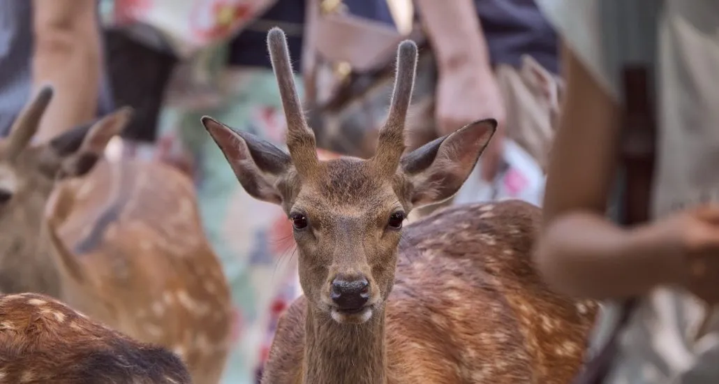 reizen naar japan nara hert