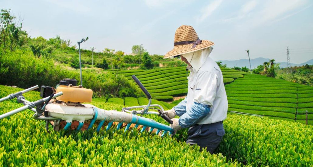 luxe reis japan kagawa theevelden