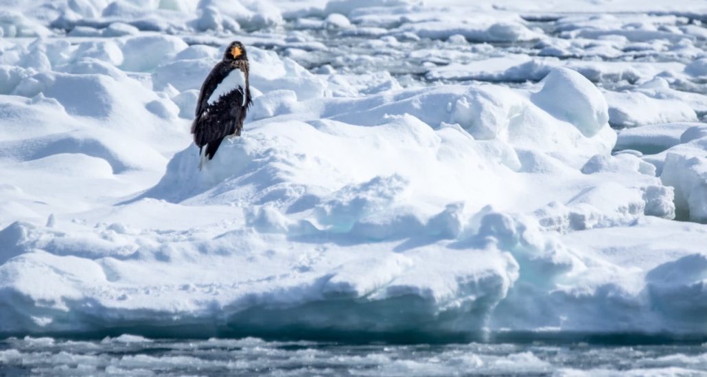 rondreis hokkaido japan Shiretoko zeearend