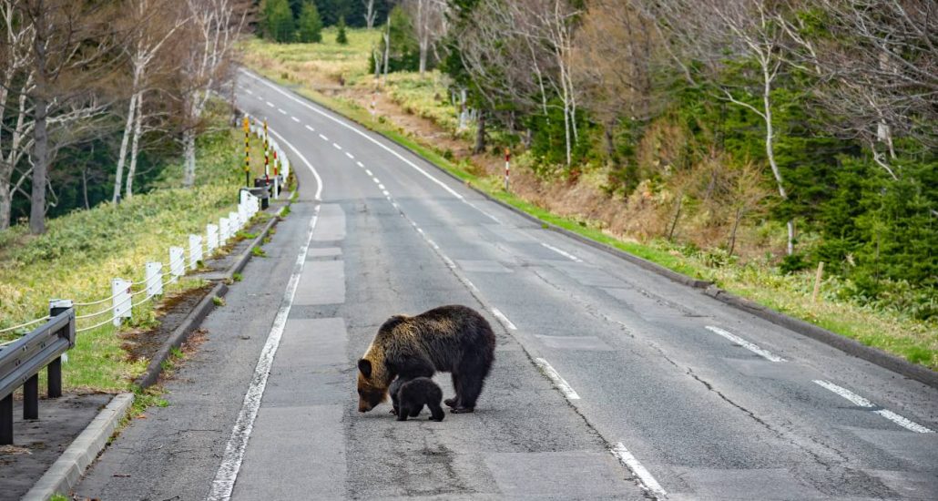 rondreis hokkaido japan beren op de weg
