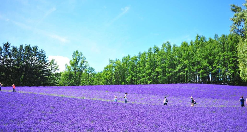 rondreis hokkaido japan furano