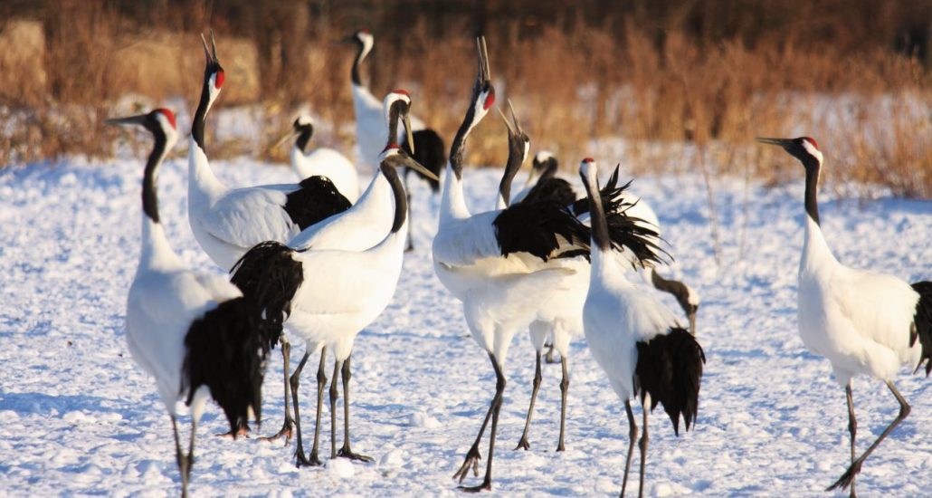 rondreis hokkaido japan kraanvogels