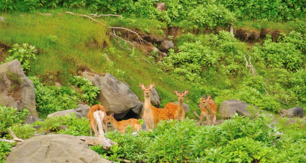 rondreis hokkaido japan shiretoko herten