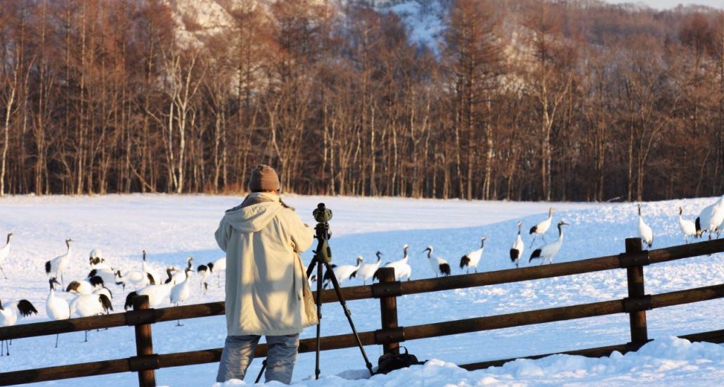japan hokkaido kraanvogels
